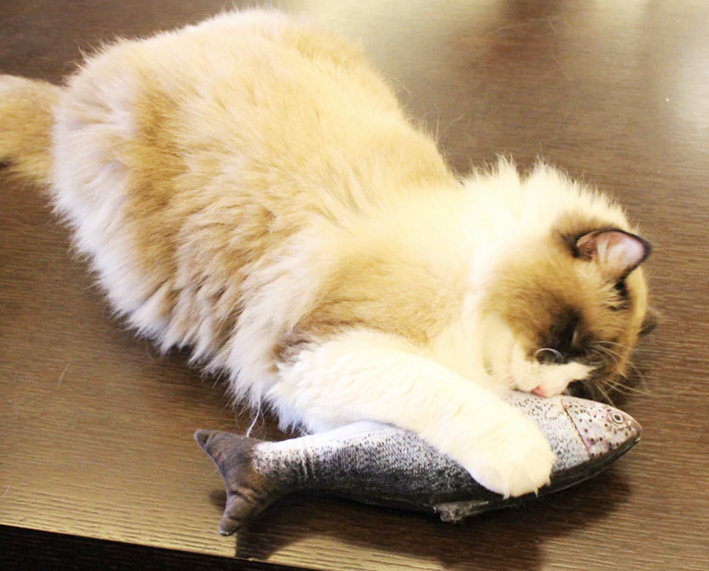 Ultra Realistic Carp Fish Cat Toy